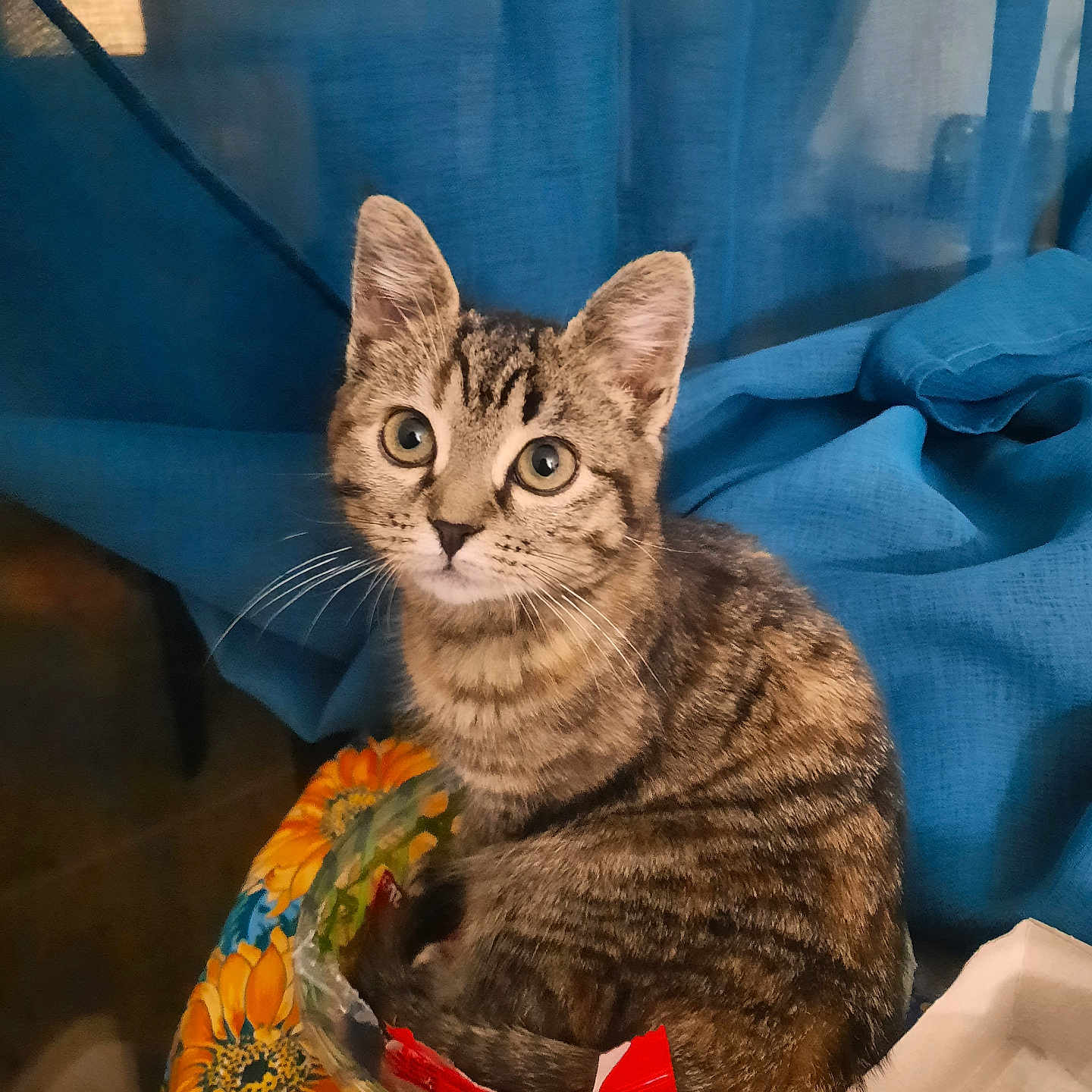 Mia a rejoint le concours — aidez-le/la à gagner de superbes lots ! abyssinian, angora, animal, basket, cat, egyptiancat, flower, flowerarrangement, flowerbouquet, hardwood, kitten, manx, pet, plant, siamese, wood