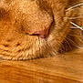cat, close_up, fur, whiskers, nose, sleeping, mouth, wooden_floor, macro, ginger_cat, pet, domestic_cat, texture, cute, cozy, portrait, muzzle, soft, relaxed, resting