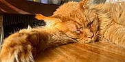 Pitch participe au concours pour gagner de l'argent avec cette photo : cat, ginger_cat, sleeping, paw, whiskers, close_up, wooden_table, sunlight, sunbeam, indoor, potted_plant, vase, flowers, cozy, pet, fur, portrait, nap, relaxed, orange_fur