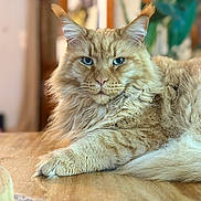 Pitch a rejoint le concours — aidez-le/la à gagner de superbes lots ! cat, ginger_cat, maine_coon, pet, furry, whiskers, blue_eyes, portrait, indoor, table, wooden_table, paw, relaxed, close_up, animal, domestic_cat, fluffy, fur, sitting, houseplant
