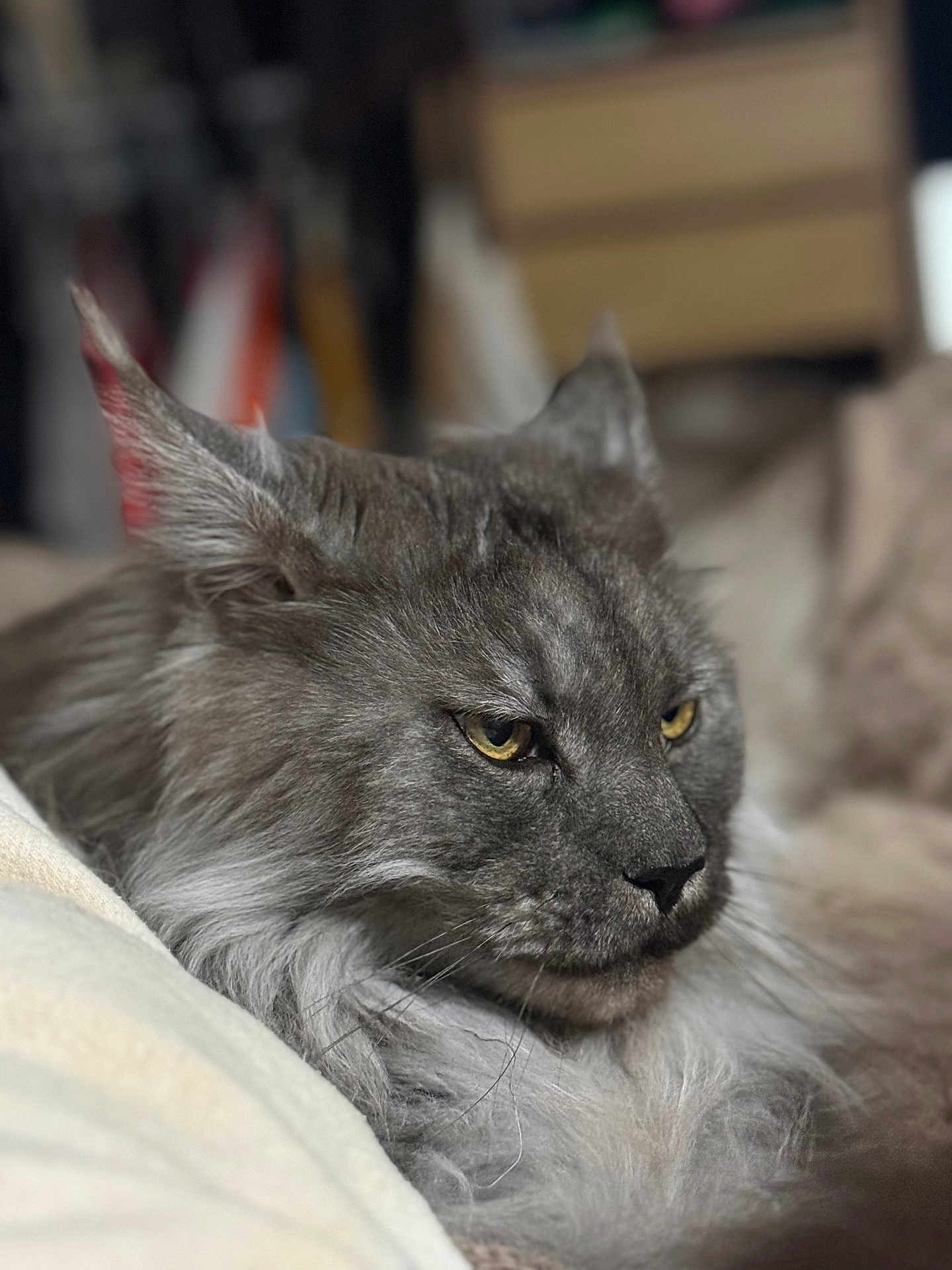 Pepper a rejoint le concours — aidez-le/la à gagner de superbes lots ! cat, maine_coon, grey_fur, long_hair, yellow_eyes, whiskers, ear, portrait, close_up, indoor, bed, blanket, cozy, pet, feline, fur_texture, relaxed, sleepy, domestic_animal, soft_bokeh