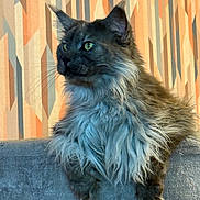 Pepper participe au concours pour gagner de l'argent avec cette photo : cat, maine_coon, long_hair, green_eyes, whiskers, fluffy, fur, ears, paws, portrait, profile, pet, indoor, wallpaper, patterned_wallpaper, couch, perch, relaxed, curious, majestic