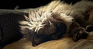 Pepper participe au concours pour gagner de l'argent avec cette photo : blanket, cat, closeup, cozy, cushion, dramatic_lighting, feline, fluffy, fur, indoor, long_hair, low_key, moody, nap, pet, portrait, relaxation, sleeping_cat, soft, whiskers