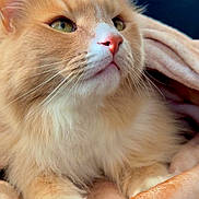 Larry joined the competition — help win amazing prizes! cat, orange_cat, fluffy, pet, animal, indoor, blanket, cozy, paws, fur, whiskers, closeup, portrait, relaxed, green_plants, soft_texture, cute, domestic_cat, feline, resting