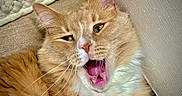 Larry joined the competition — help win amazing prizes! cat, orange_cat, white_fur, close_up, yawning, pet, indoor, feline, whiskers, fur, mouth_open, teeth, tongue, relaxed, domestic_cat, animal, cute, lying_down, texture, wall