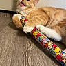 cat, orange_cat, white_paw, toy, colorful, cartoon_cats, floor, wood_floor, indoor, pet, animal, playful, lying_down, wall, corner, fur, whiskers, claws, mouth_open, expressive