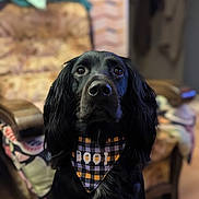 Athéna participe au concours pour gagner de l'argent avec cette photo : dog, black_dog, bandana, indoor, chair, patterned_chair, pet, animal, portrait, canine, fur, alert, seated, domestic, closeup, looking_up, decor, furniture, cozy, home