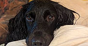 Athéna a rejoint le concours — aidez-le/la à gagner de superbes lots ! dog, black_dog, wet_fur, pillow, resting, indoors, close_up, animal, pet, cozy, face, expression, couch, furniture, home, comfort, looking, ears, snout, brown_eyes