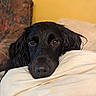 animal, black_dog, brown_eyes, close_up, comfort, couch, cozy, dog, ears, expression, face, furniture, home, indoors, looking, pet, pillow, resting, snout, wet_fur