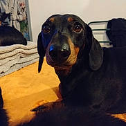 Kaki participe au concours pour gagner de l'argent avec cette photo : dog, dachshund, pet, animal, indoor, brown, black, fur, close_up, lying_down, blanket, cozy, portrait, cute, eyes, nose, ears, floor, background, home