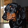 Kaki a rejoint le concours — aidez-le/la à gagner de superbes lots ! animal, black, brown, canine, closeup, companion, cute, dachshund, dog, domestic, ears, face, friendly, fur, indoor, looking, mammal, pet, portrait, snout
