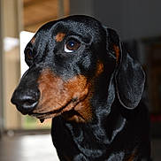 Kaki a rejoint le concours — aidez-le/la à gagner de superbes lots ! animal, background_blur, black_and_tan, canine, close_up, companion, cute, dachshund, dog, domestic, ears, floor, fur, house, indoor, looking_away, mammal, pet, portrait, snout