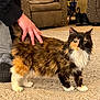 cat, calico_cat, pet, feline, long_hair, fur, whiskers, paw, tail, human_hand, person, carpet, rug, living_room, couch, slippers, home_interior, cozy, stroking, green_eyes