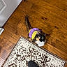 animal, calico_cat, cat, cozy, cute, domestic_animal, feline, flooring, footwear, fur, home, indoor, looking_up, patterned_rug, pet, purple_clothing, rug, slipper, wooden_floor, yellow_clothing