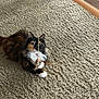 Lola joined the competition — help win amazing prizes! cat, calico, calico_cat, pet, toy, feather_toy, string, carpet, rug, indoor, playful, paw, whiskers, green_eyes, fur, closeup, flooring, home, curious, sitting