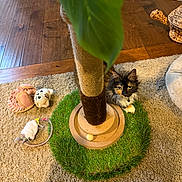 Lola is registered to the contest to win money with this photo: cat, cat_face, scratching_post, sisal_post, carpet, rug, plush_toy, toy_mouse, grass_pad, hardwood_floor, plant_leaf, pet_bed, woven_basket, paws, whiskers, indoor, cozy, curious, feline, pet_toys