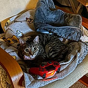 Hazelnut is registered to the contest to win money with this photo: cat, tabby_cat, chair, blanket, fleece, game_controller, red_controller, cozy, indoor, pet, furniture, carpet, wood, relaxing, cute, animal, domestic_cat, striped_fur, playful, resting