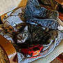 cat, tabby_cat, chair, blanket, fleece, game_controller, red_controller, cozy, indoor, pet, furniture, carpet, wood, relaxing, cute, animal, domestic_cat, striped_fur, playful, resting