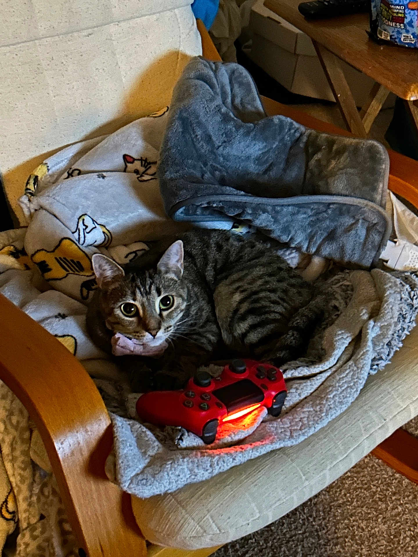 Hazelnut is registered to the contest to win money with this photo: cat, tabby_cat, chair, blanket, fleece, game_controller, red_controller, cozy, indoor, pet, furniture, carpet, wood, relaxing, cute, animal, domestic_cat, striped_fur, playful, resting