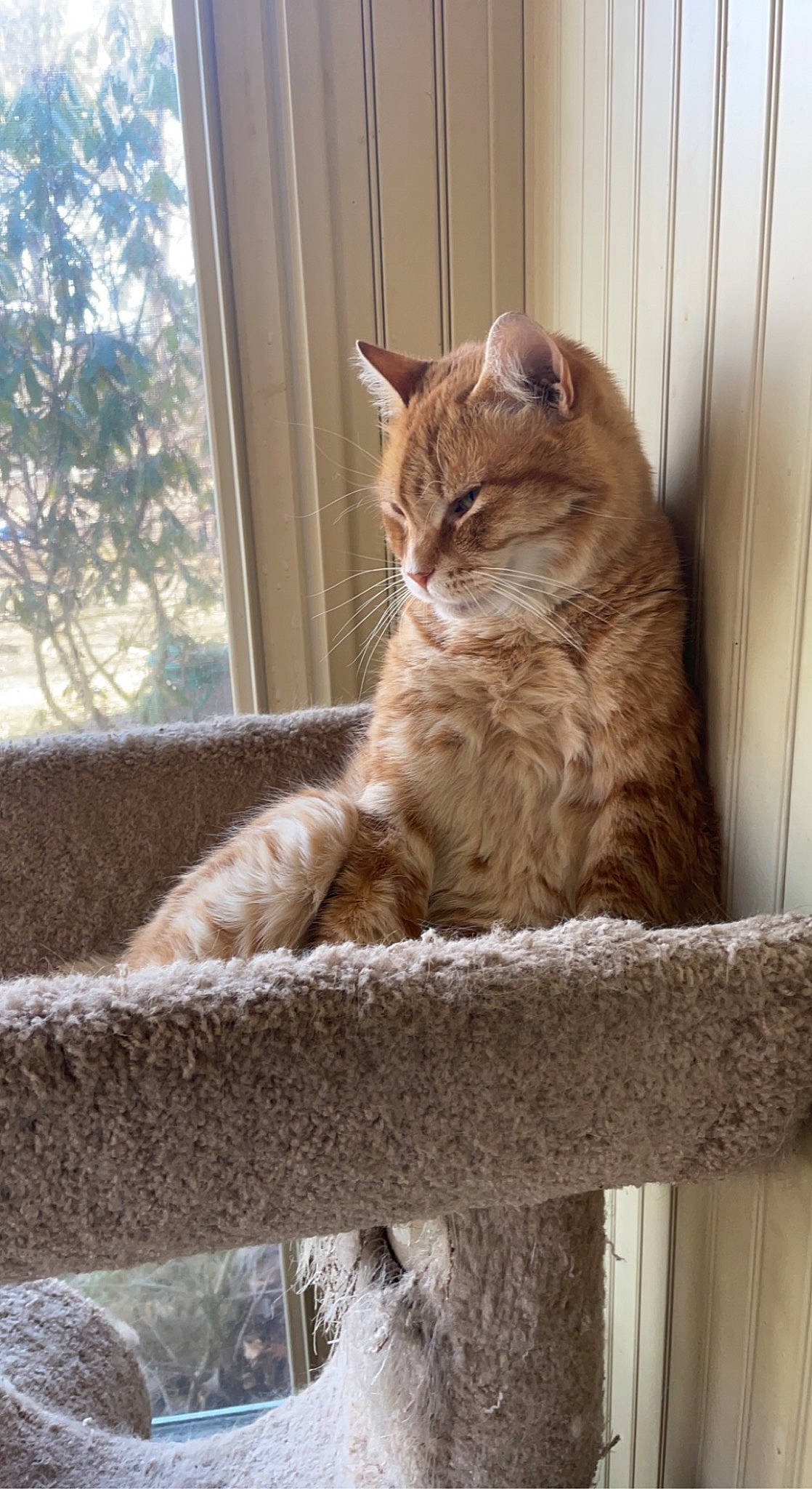 Olli joined the competition — help win amazing prizes! animal_shelter, carnivore, cat, cat_supply, comfort, curtain, domestic_short_haired_cat, fawn, felidae, fur, pet_supply, sitting, small_to_medium_sized_cats, snout, tail, terrestrial_animal, whiskers, window, window_blind, wood