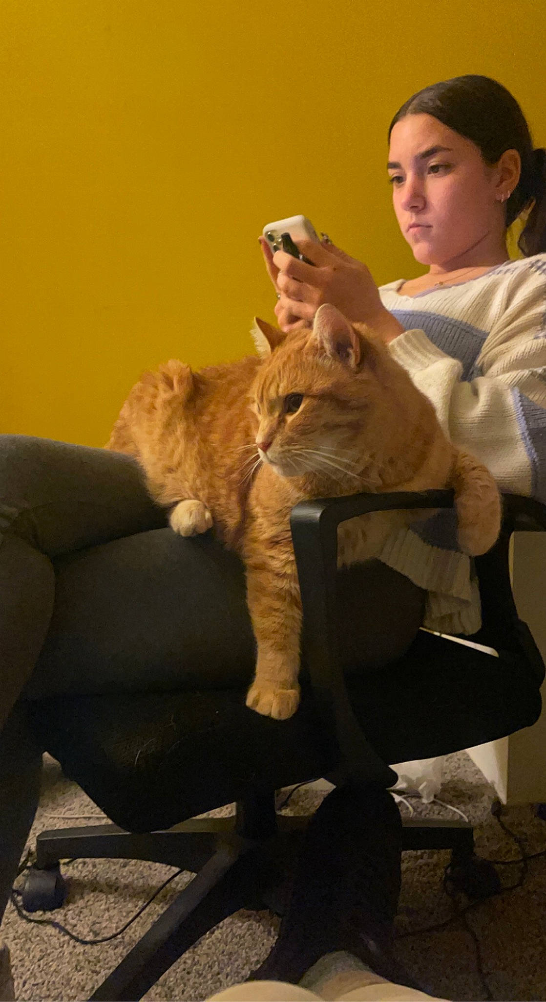 Olli joined the competition — help win amazing prizes! big_cats, carnivore, cat, comfort, companion_dog, couch, domestic_short_haired_cat, ear, eye, fawn, felidae, fur, head, sitting, small_to_medium_sized_cats, snout, tail, terrestrial_animal, whiskers, wildlife