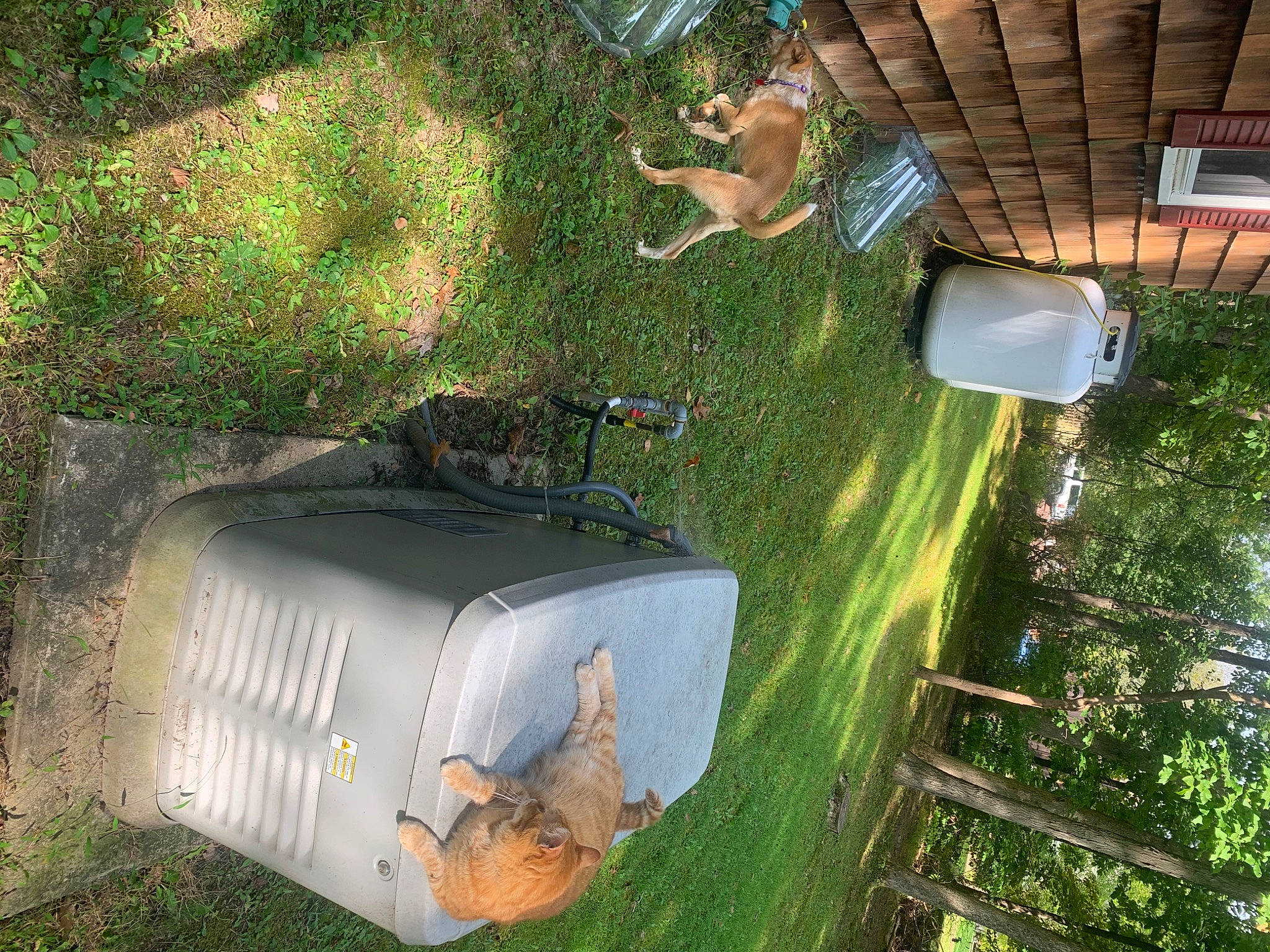 Olli is registered to the contest to win money with this photo: automotive_exterior, backyard, games, gas, grass, landscape, machine, motor_vehicle, pc_game, plant, shadow, shrub, soil, tree, trunk, wood, yard