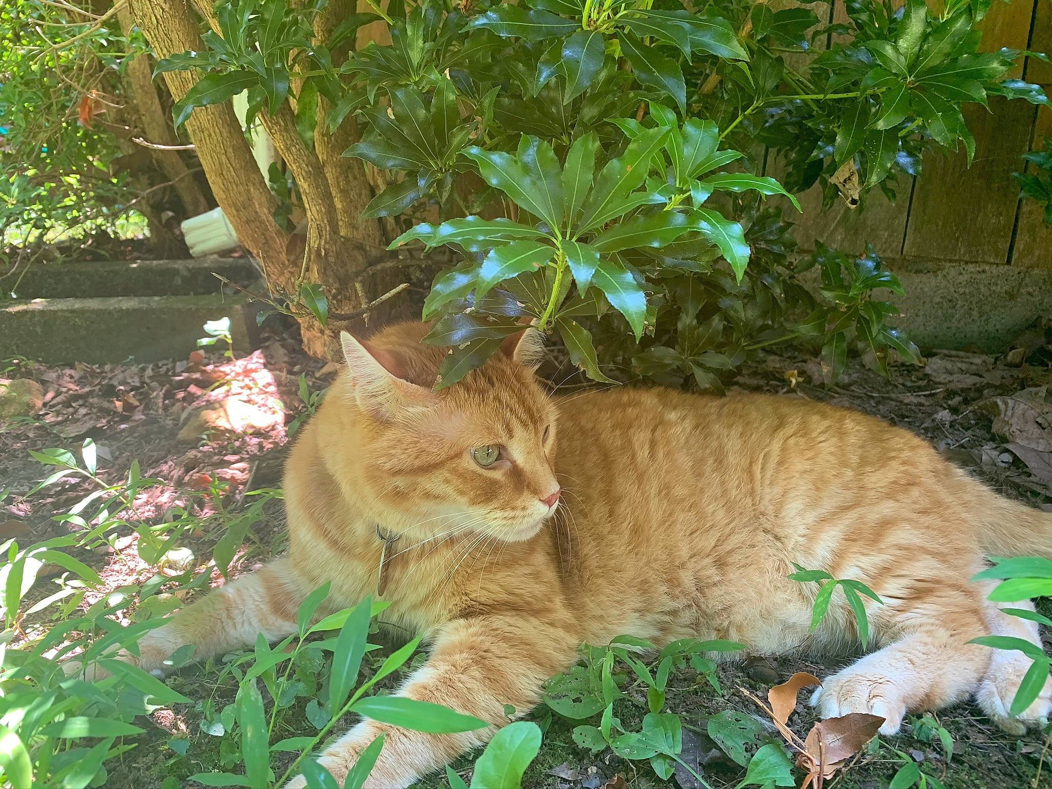 Olli joined the competition — help win amazing prizes! carnivore, cat, domestic_short_haired_cat, fawn, felidae, fur, grass, groundcover, herb, organism, plant, small_to_medium_sized_cats, snout, tail, terrestrial_animal, terrestrial_plant, tree, trunk, vegetation, whiskers