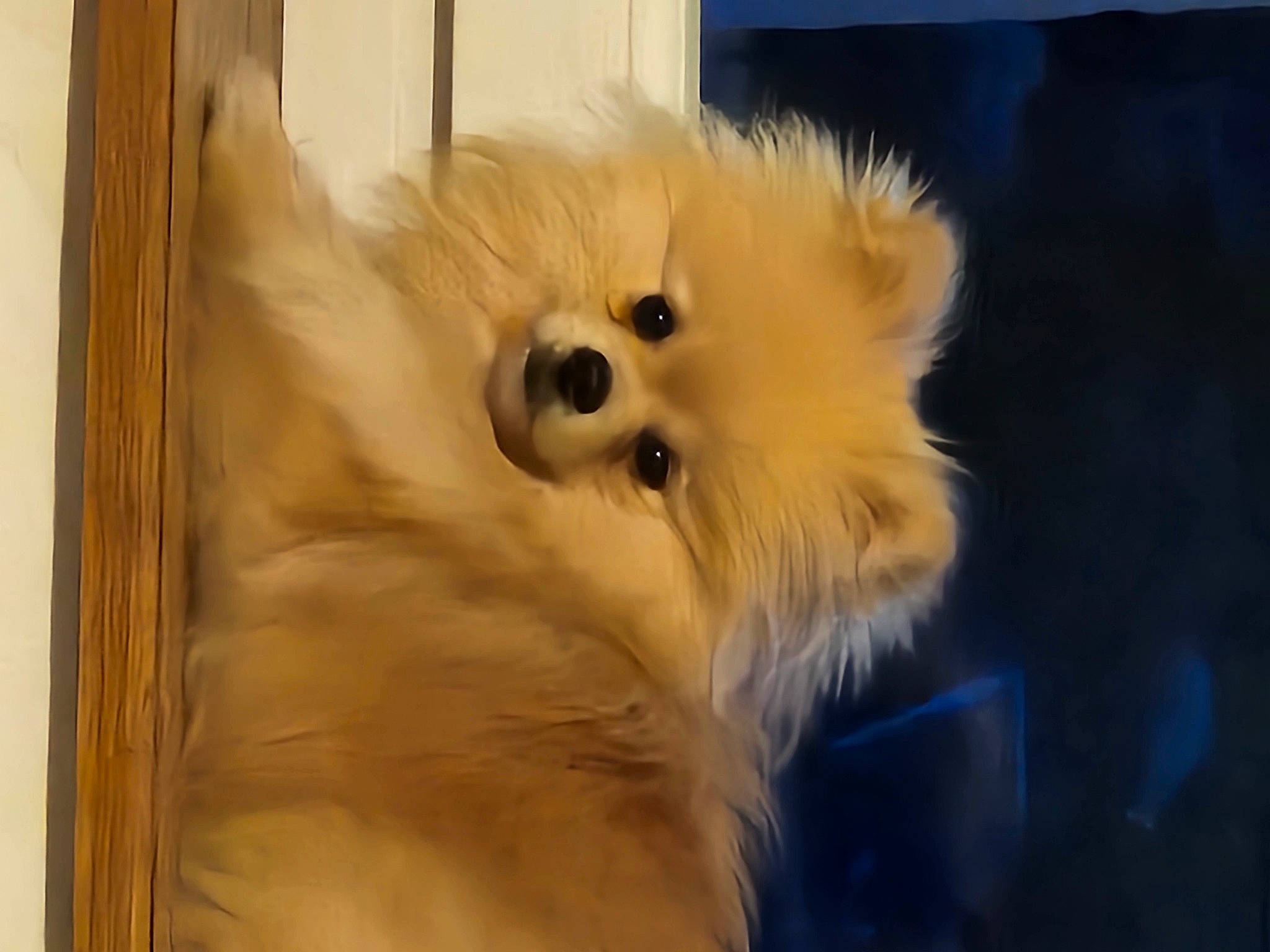 Mia a rejoint le concours — aidez-le/la à gagner de superbes lots ! ancient_dog_breeds, canidae, carnivore, companion_dog, dog, dog_breed, fawn, fur, german_spitz, german_spitz_klein, german_spitz_mittel, non_sporting_group, pomeranian, samoyed, spitz, sporting_group, toy_dog, volpino_italiano, whiskers, working_animal