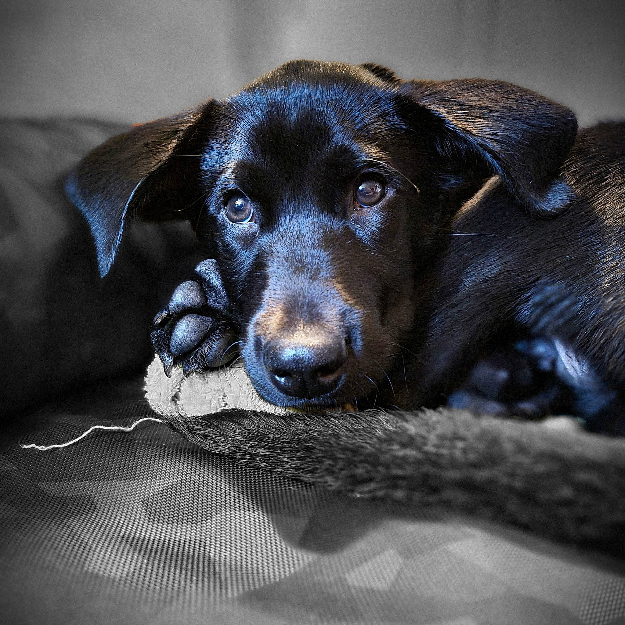 Tupac a rejoint le concours — aidez-le/la à gagner de superbes lots ! borador, canidae, carnivore, companion_dog, dog, dog_breed, electric_blue, eye, fur, gun_dog, hunting_dog, liver, snout, sporting_group, whiskers, working_animal