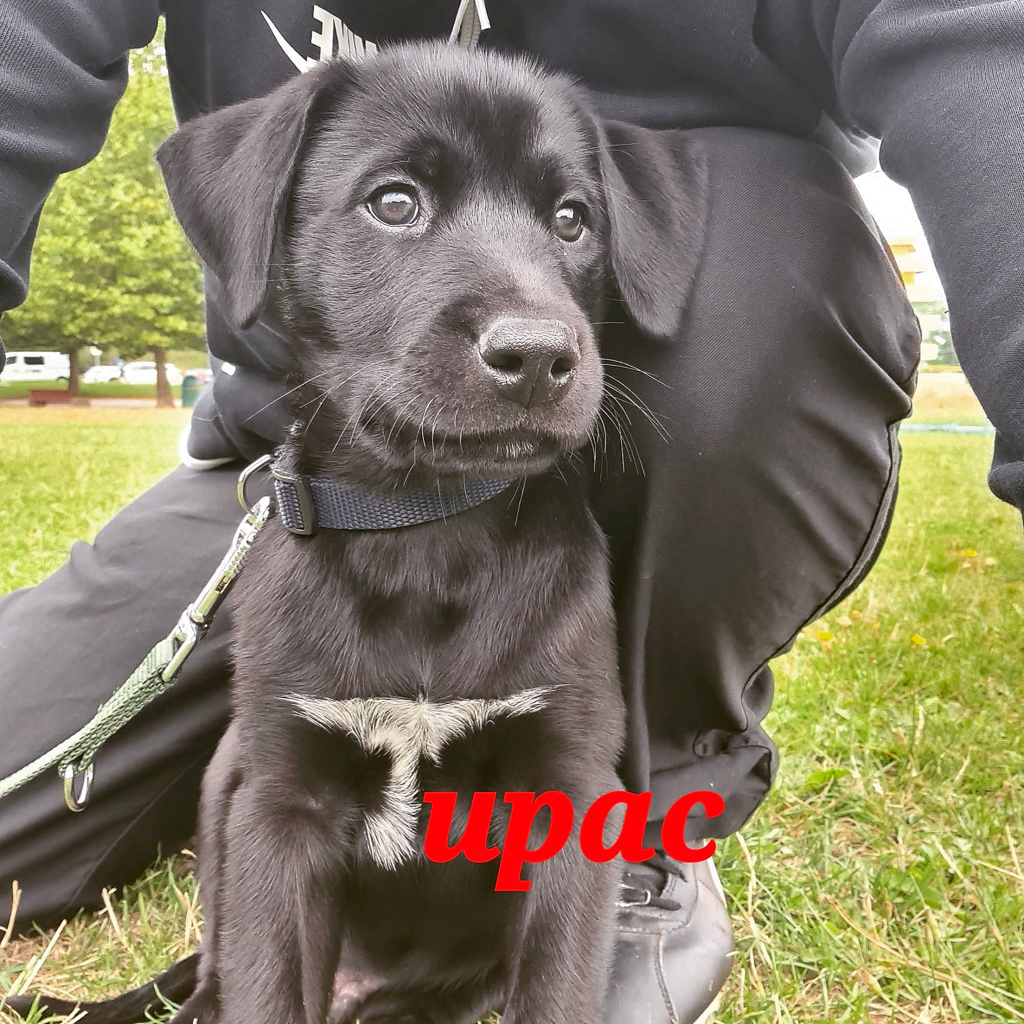 Tupac a rejoint le concours — aidez-le/la à gagner de superbes lots ! canidae, carnivore, collar, companion_dog, dog, dog_breed, dog_collar, dog_supply, fashion_accessory, fur, grass, gun_dog, leash, liver, pet_supply, sleeve, snout, sporting_group, whiskers, working_animal