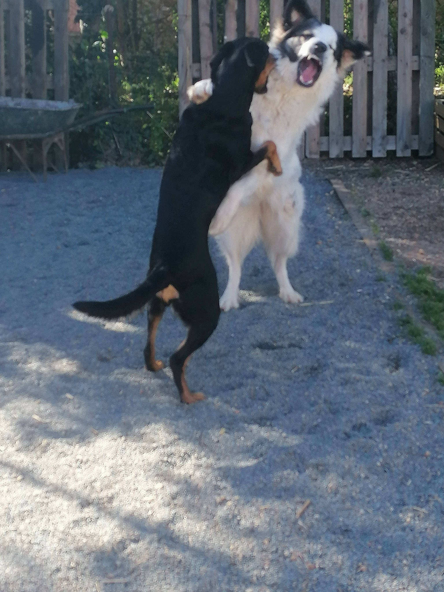 Belle a rejoint le concours — aidez-le/la à gagner de superbes lots ! canidae, carnivore, collar, companion_dog, dog, dog_breed, dog_collar, fawn, flowerpot, grass, leash, mammal, plant, road_surface, snout, sporting_group, tail, tree, vertebrate, working_animal