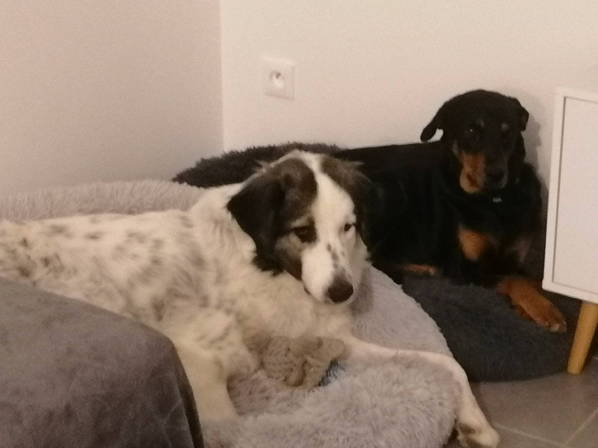 Belle participe au concours pour gagner de l'argent avec cette photo : borzoi, canidae, carnivore, comfort, companion_dog, couch, dog, dog_breed, flooring, fur, room, snout, sporting_group, terrestrial_animal, working_animal, working_dog