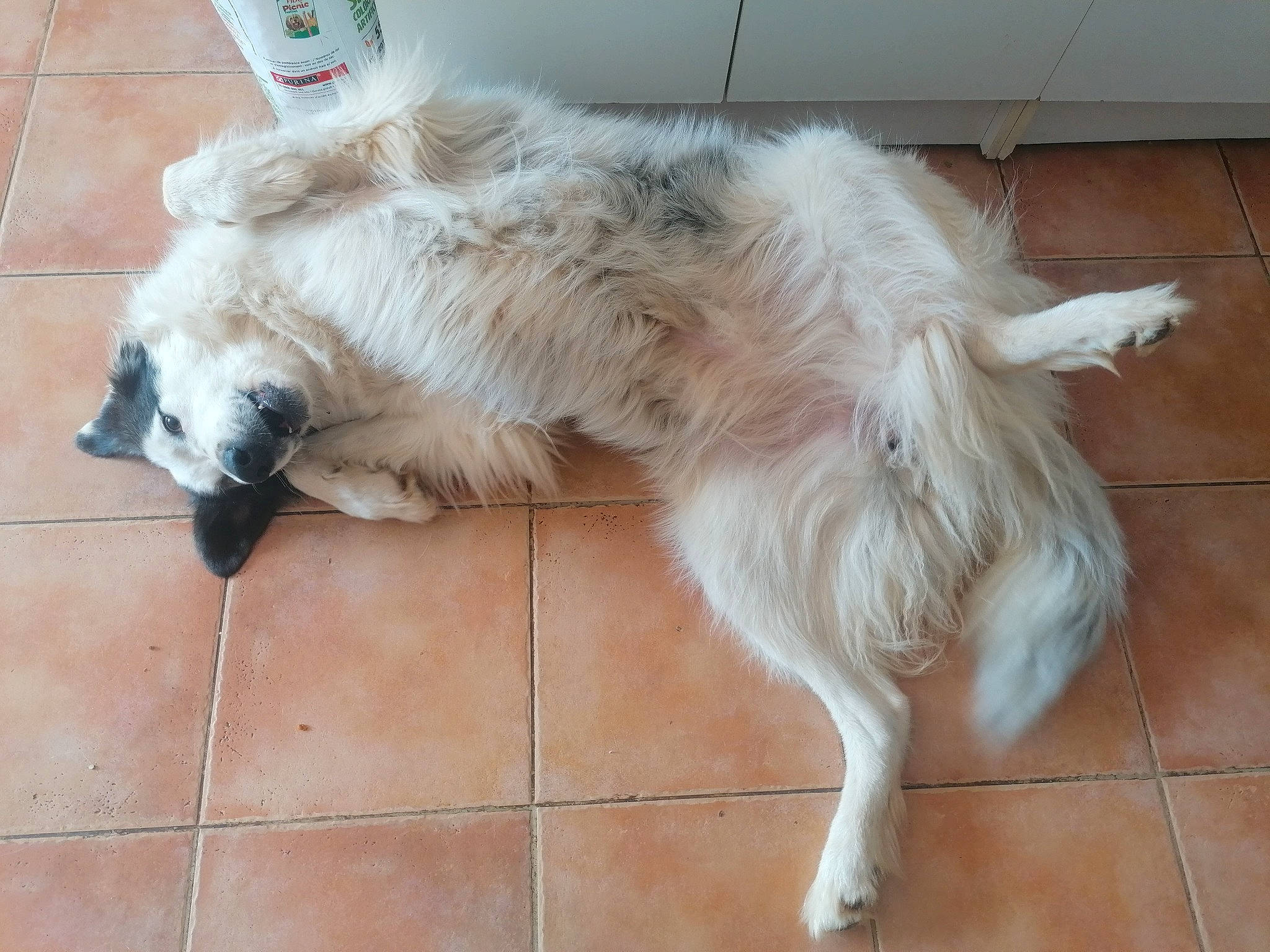 Belle participe au concours pour gagner de l'argent avec cette photo : canidae, carnivore, claw, companion_dog, dog, dog_breed, fawn, felidae, flooring, foot, fur, giant_dog_breed, hardwood, paw, small_to_medium_sized_cats, snout, sporting_group, tail, whiskers, working_animal