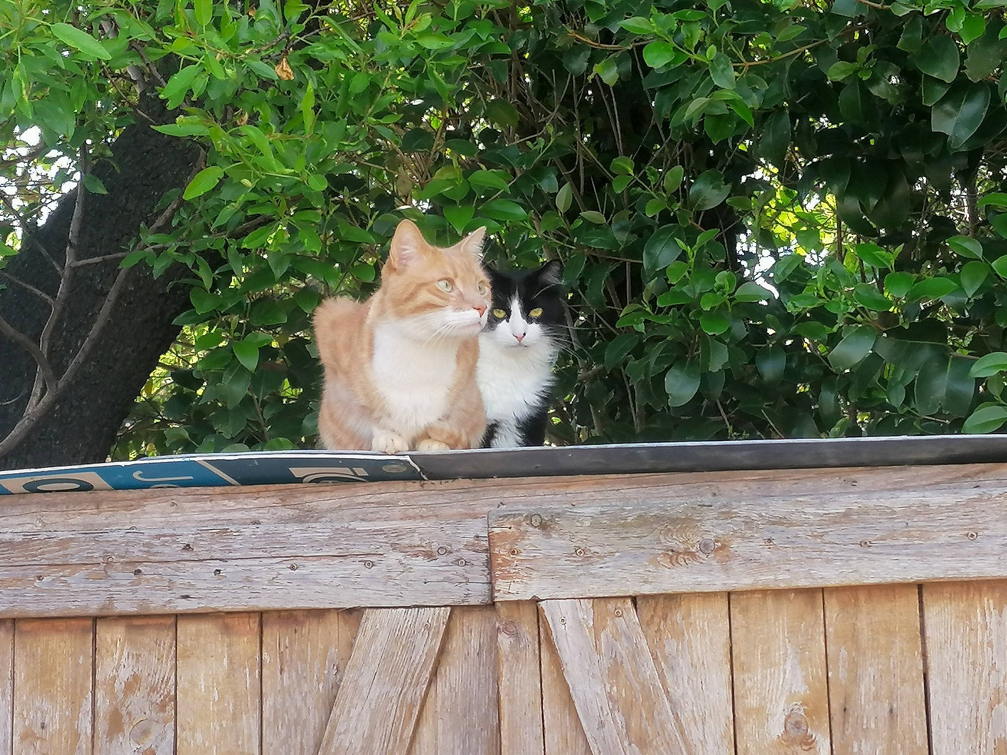 Angel participe au concours pour gagner de l'argent avec cette photo : carnivore, cat, domestic_short_haired_cat, fawn, felidae, fur, grass, hardwood, house, plant, roof, small_to_medium_sized_cats, tail, tree, trunk, twig, whiskers, wildlife, window, wood