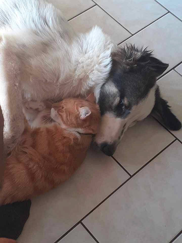 Angel a rejoint le concours — aidez-le/la à gagner de superbes lots ! canidae, carnivore, cat, companion_dog, dog, dog_breed, non_sporting_group, pomeranian, puppy, samoyed, sporting_group, tail