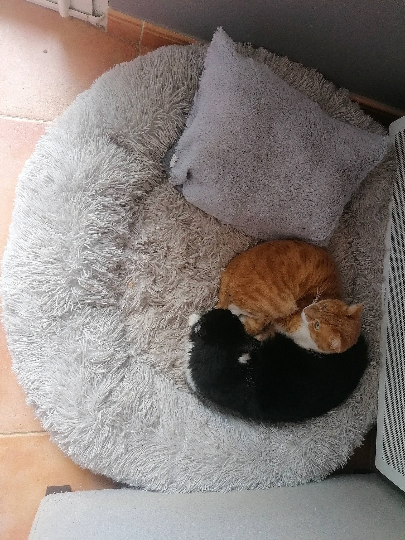 Angel participe au concours pour gagner de l'argent avec cette photo : bag, carnivore, cat, cat_bed, cat_supply, comfort, companion_dog, couch, dog_breed, fawn, felidae, fur, hardwood, linens, luggage_and_bags, small_to_medium_sized_cats, table, tail, whiskers, wood