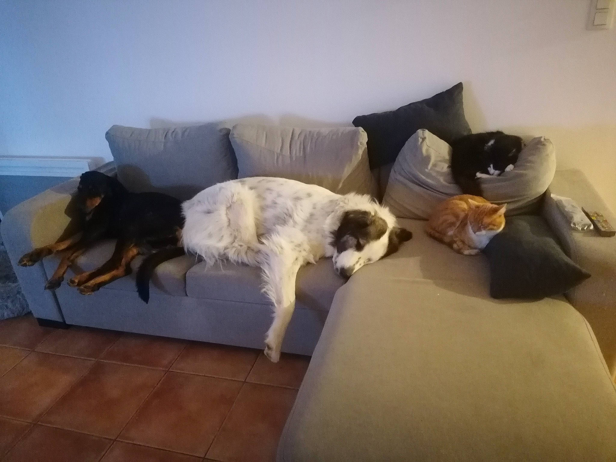 Moiika a rejoint le concours — aidez-le/la à gagner de superbes lots ! carnivore, comfort, companion_dog, couch, dog, dog_breed, floor, flooring, fur, furniture, hardwood, interior_design, living_room, pillow, room, sporting_group, studio_couch, tail, wood, working_animal