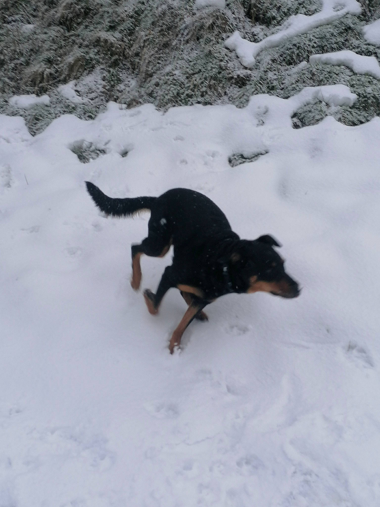 Moiika participe au concours pour gagner de l'argent avec cette photo : canidae, carnivore, dog, dog_breed, freezing, guard_dog, hound, hunting_dog, mammal, plant, snow, sporting_group, tail, winter, working_dog