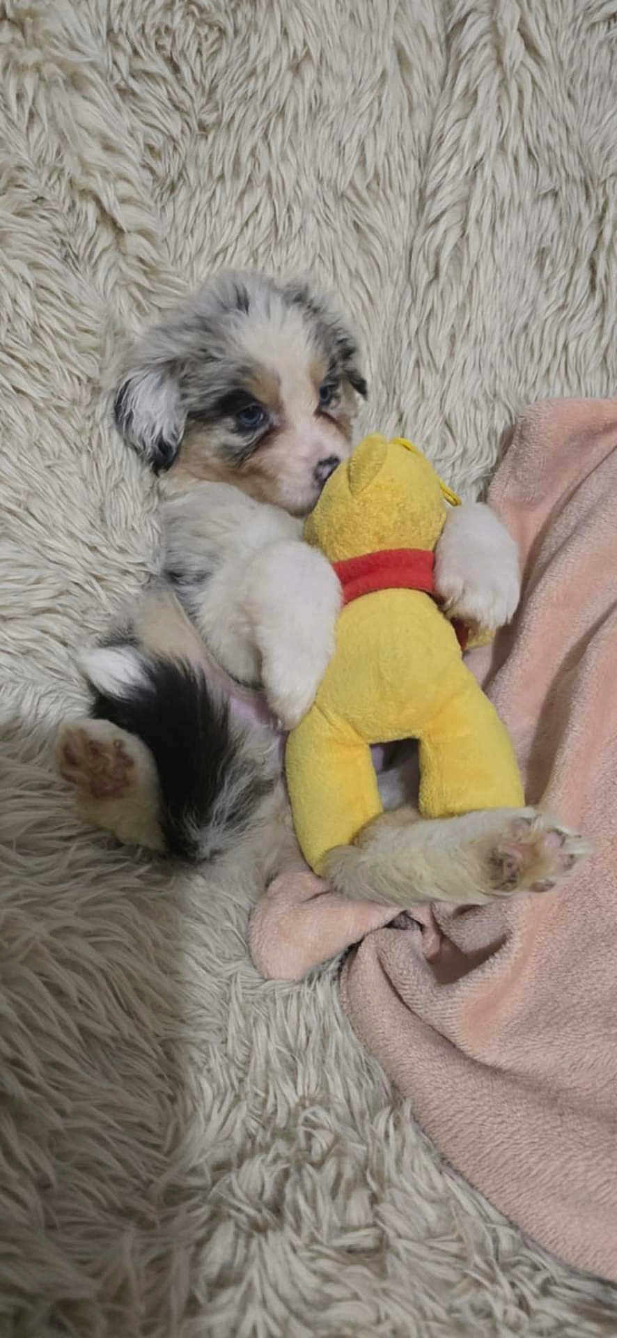 Bijoux a rejoint le concours — aidez-le/la à gagner de superbes lots ! puppy, dog, plush_toy, blanket, fur, cute, pet, animal, cozy, soft, lying_down, cuddle, paw, resting, indoor, comfort, adorable, young, snuggle, toy