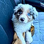 Bijoux participe au concours pour gagner de l'argent avec cette photo : puppy, dog, blue_eyes, fluffy, car_seat, blanket, cute, pet, animal, fur, indoors, seatbelt, car_interior, young_dog, portrait, looking_up, white_fur, black_fur, brown_fur, nose