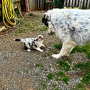 Bijoux participe au concours pour gagner de l'argent avec cette photo : dog, puppy, animal, outdoor, yard, fence, grass, gravel, playful, cute, fur, pet, domestic_animal, nature, garden, wooden_fence, hose, interaction, small_dog, large_dog