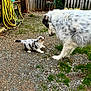dog, puppy, animal, outdoor, yard, fence, grass, gravel, playful, cute, fur, pet, domestic_animal, nature, garden, wooden_fence, hose, interaction, small_dog, large_dog