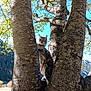 cat, tree, outdoor, nature, animal, pet, harness, branch, mountain, forest, sky, daylight, leaf, wildlife, fur, curious, alert, scenic, climbing, adventure