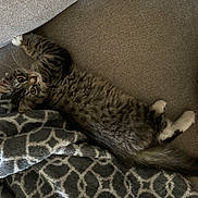Taz joined the competition — help win amazing prizes! cat, kitten, tabby, pet, feline, animal, couch, blanket, indoor, cozy, fur, whiskers, paws, relaxed, curious, lying_down, striped, soft, cute, domestic_animal