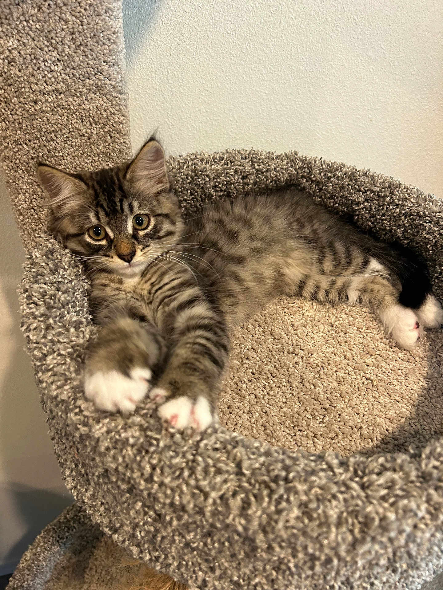 Taz