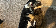 Taz is registered to the contest to win money with this photo: cat, cats, black_and_white_cat, tabby_cat, carpet, tile_floor, pets, animal, feline, playing, cuddling, indoor, floor, embrace, cute, domestic_animal, two_animals, fur, whiskers, tail