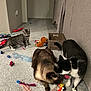 cat, kitten, toy, carpet, indoor, playing, feline, pets, couch, collar, curious, brown_cat, black_and_white_cat, tabby_cat, floor, box, feather_toy, plush_toy, pet_toys, home