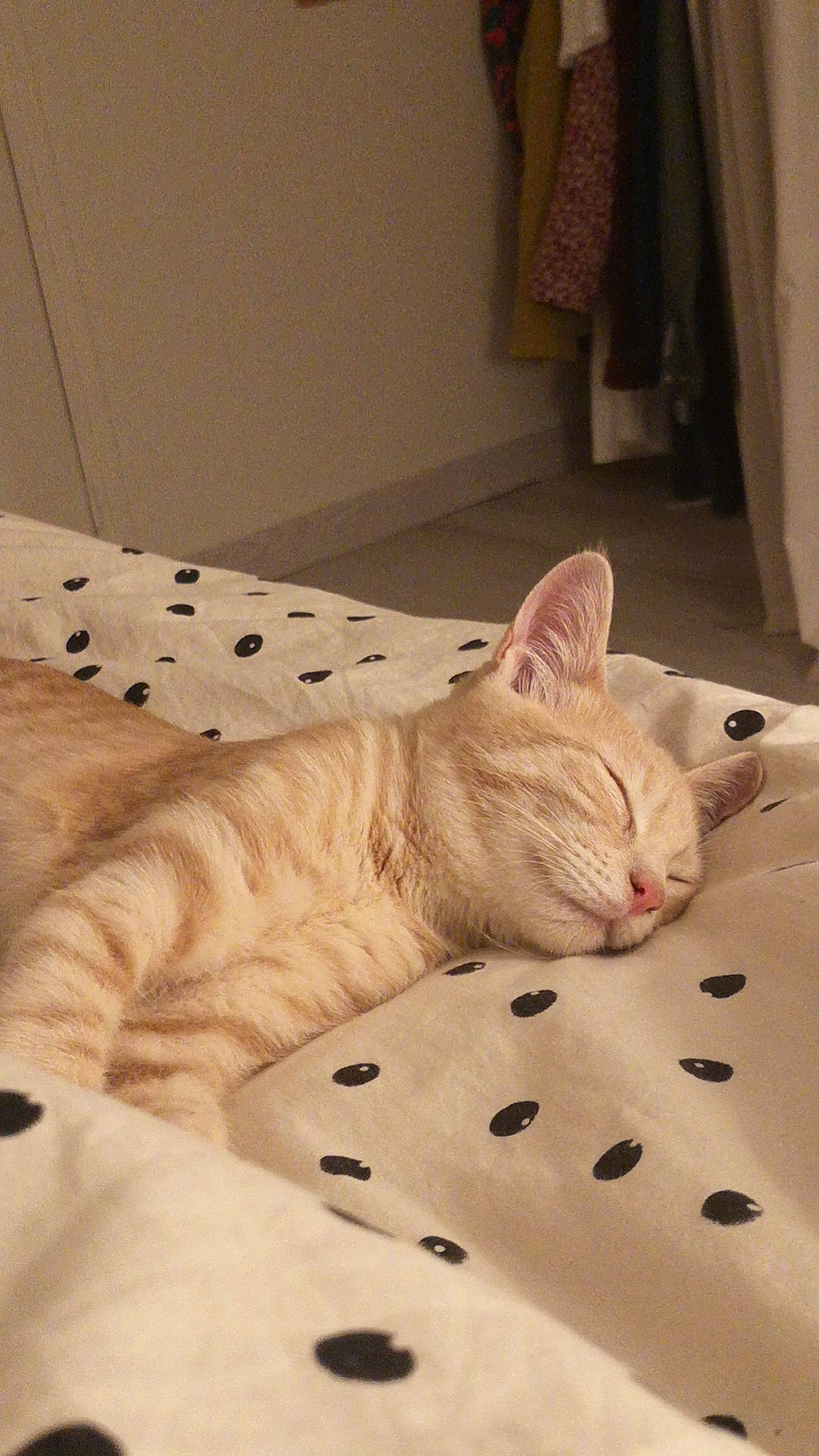 César a rejoint le concours — aidez-le/la à gagner de superbes lots ! bedding, carnivore, cat, comfort, domestic_short_haired_cat, fawn, felidae, flooring, fur, hardwood, linens, nap, pattern, paw, small_to_medium_sized_cats, snout, tail, terrestrial_animal, whiskers, wood