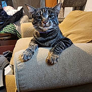 Loki joined the competition — help win amazing prizes! cat, tabby_cat, furniture, couch, armrest, indoor, pet, animal, relaxed, looking_at_camera, whiskers, ears, paws, collar, household, cat_tree, cozy, living_room, fabric, texture