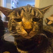 Loki joined the competition — help win amazing prizes! animal, blurred_background, brown, cat, close_up, cozy, cute, domestic_animal, face, feline, fur, indoor, mammal, pet, portrait, relaxing, sleepy, striped, tabby_cat, whiskers